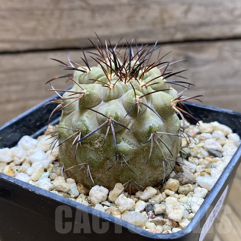 SH10889 Copiapoa longistaminea JN 296 - Image 2