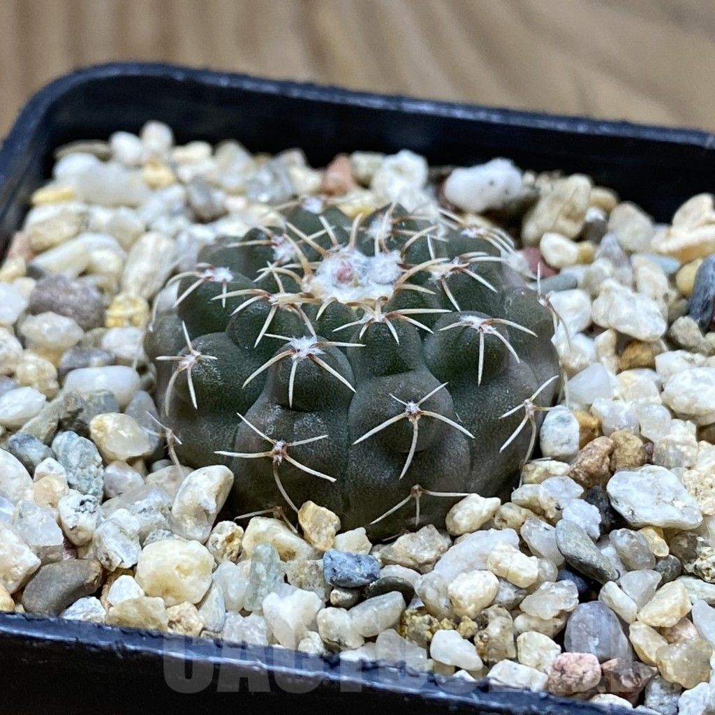 SH10914 Gymnocalycium stellatum VG 283 - Image 2