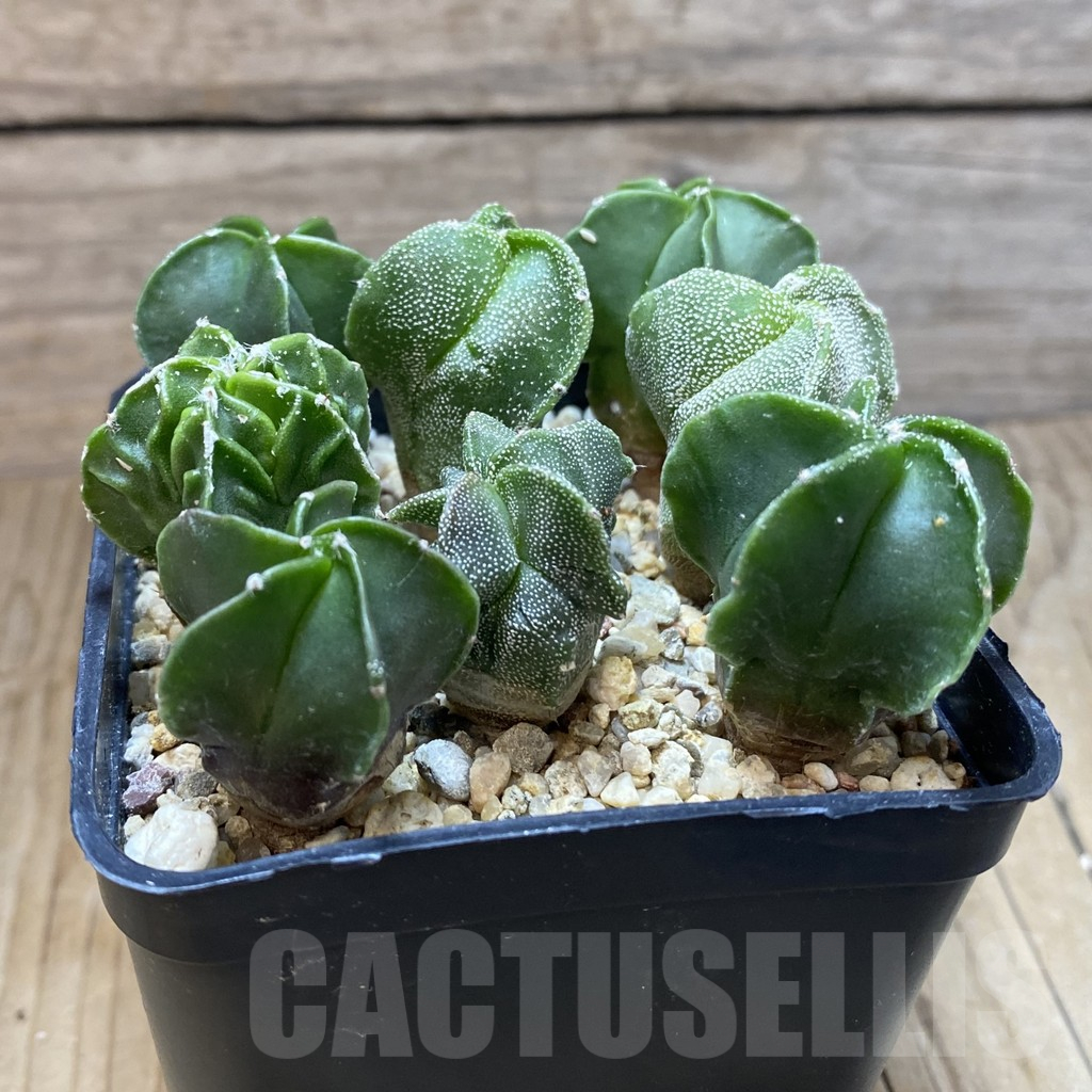 SH10890 Astrophytum myriostigma mix, seedling - Image 2