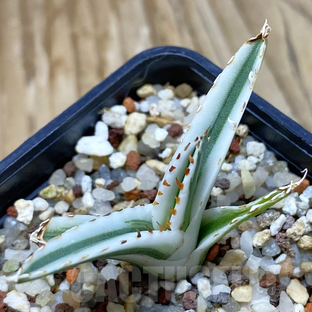 SH11056 Agave victoriae-reginae 'White Rhino'
