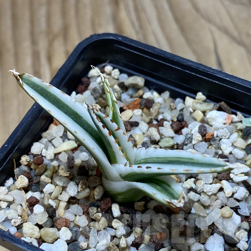 SH11056 Agave victoriae-reginae 'White Rhino' - Image 2
