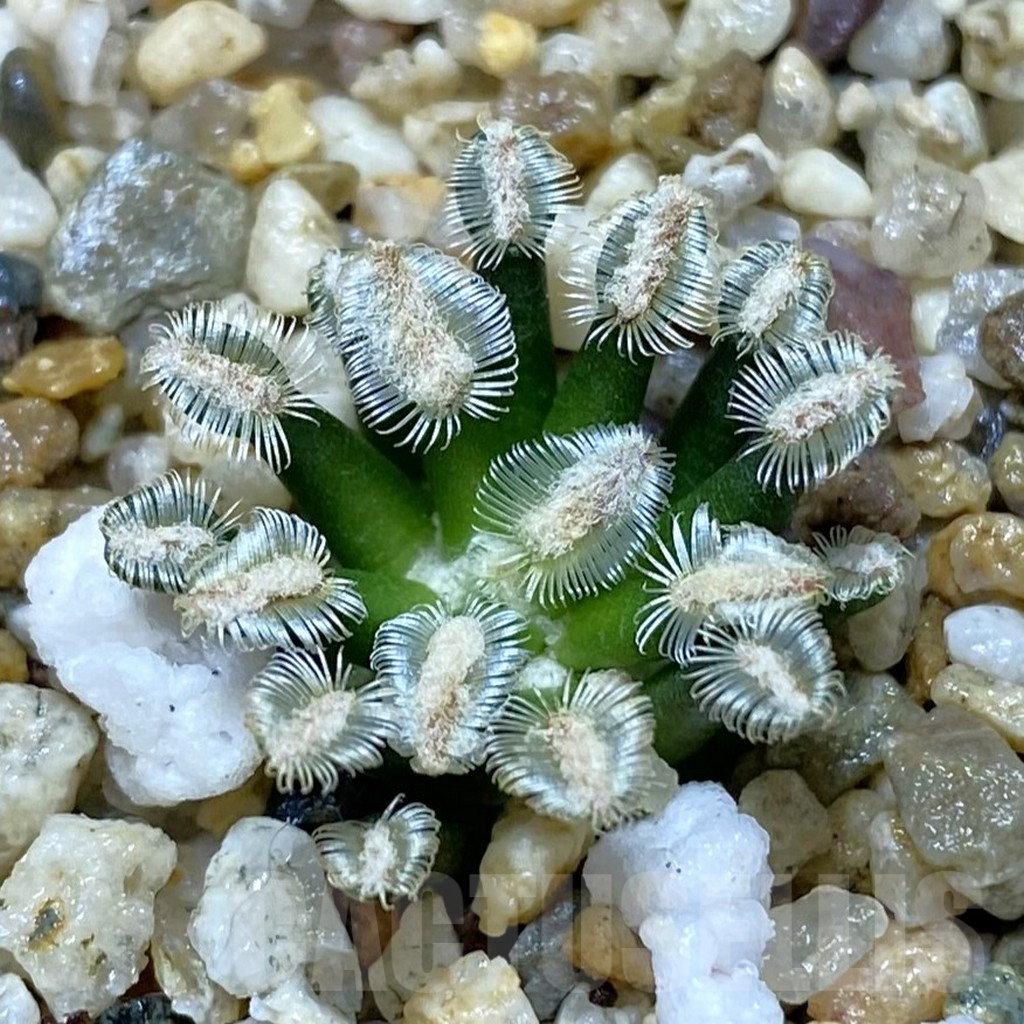 SH11024 Mammillaria bertholdii GCG 12161, own roots