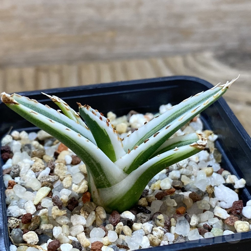 SH11056 Agave victoriae-reginae 'White Rhino' - Image 3