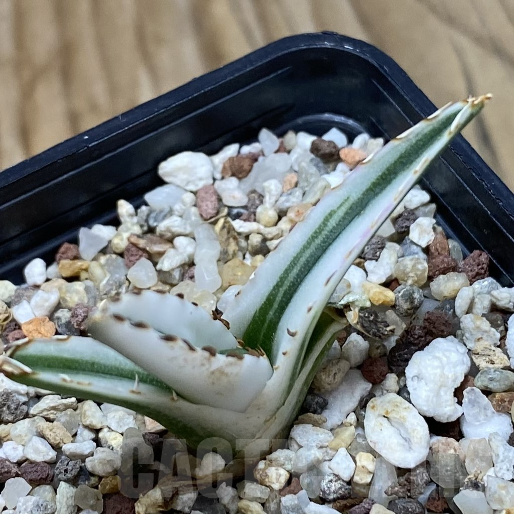 SH11057 Agave victoriae-reginae 'White Rhino' - Image 2