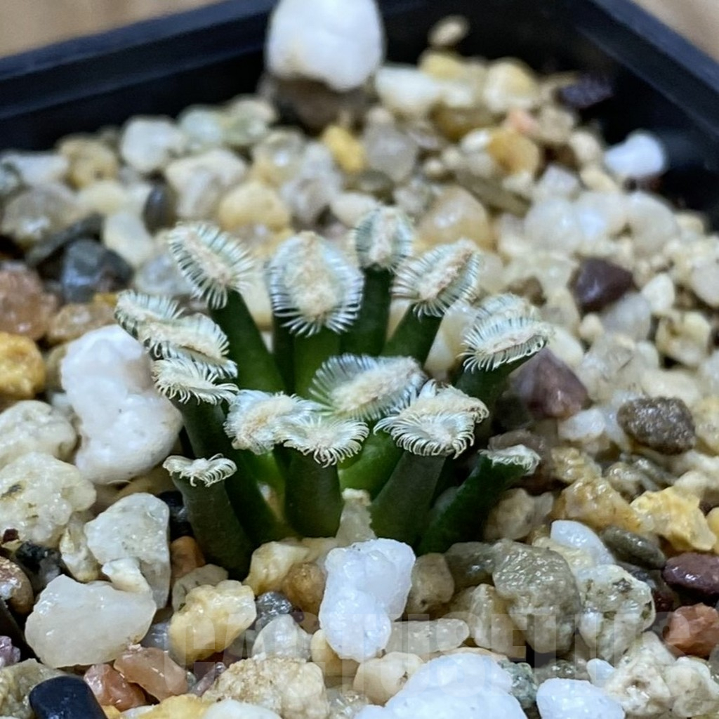 SH11024 Mammillaria bertholdii GCG 12161, own roots - Image 2