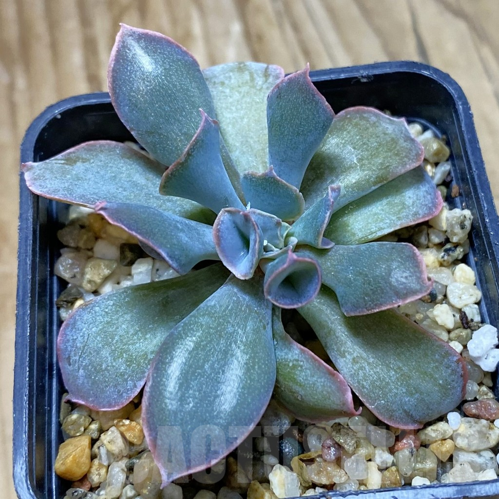 SH11060 Echeveria 'Trumpet Pinky' hybrid
