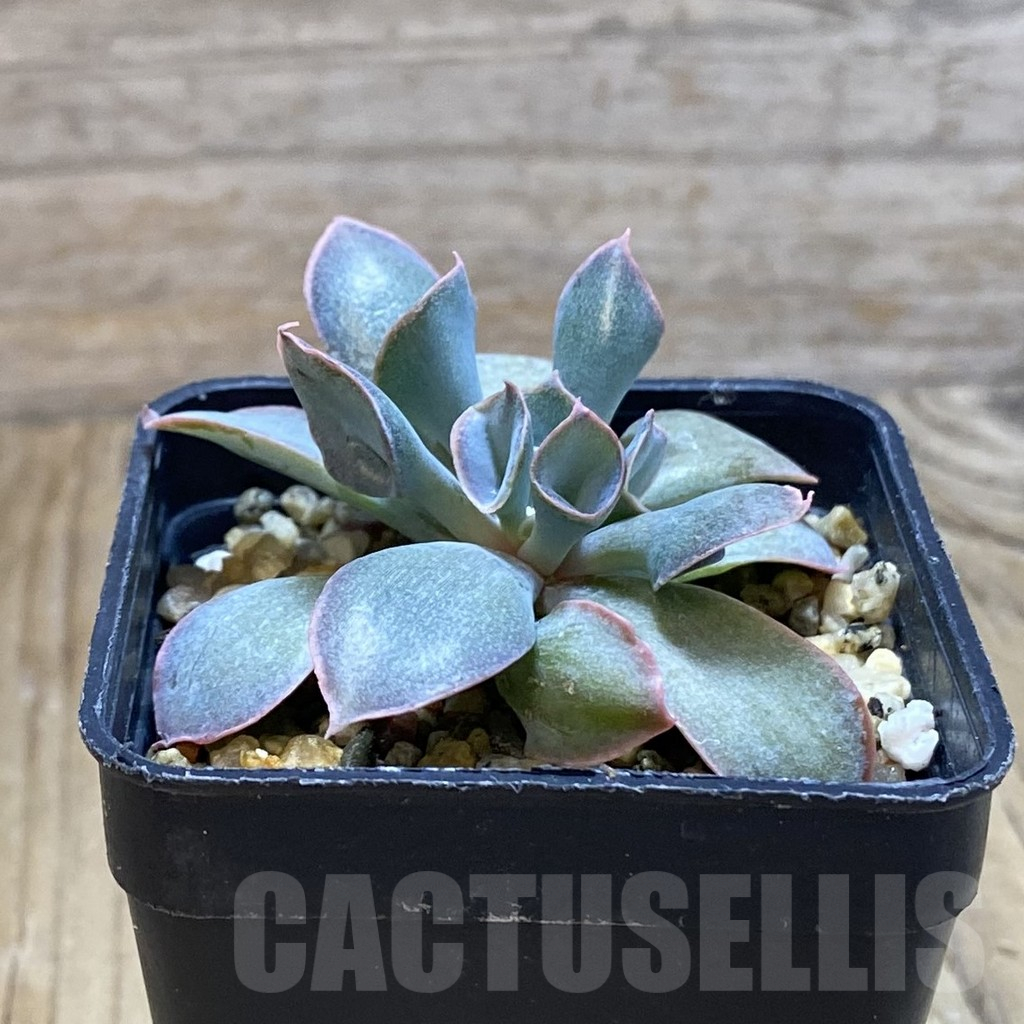 SH11060 Echeveria 'Trumpet Pinky' hybrid - Image 2