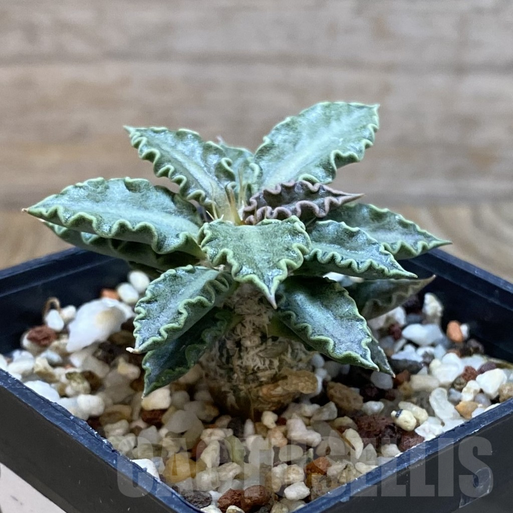 SH11061 Euphorbia tulearensis - Image 2