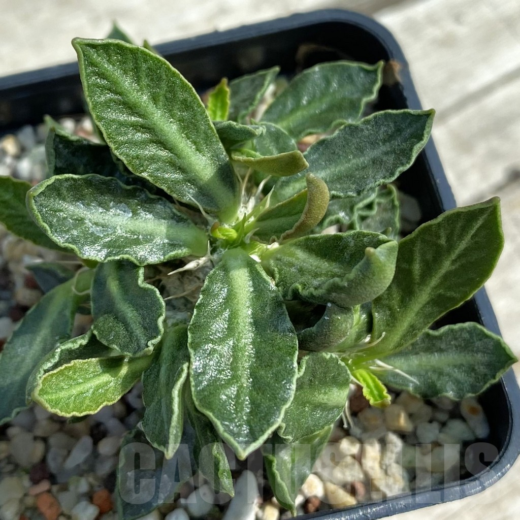 SH11065 Euphorbia tulearensis hybrid