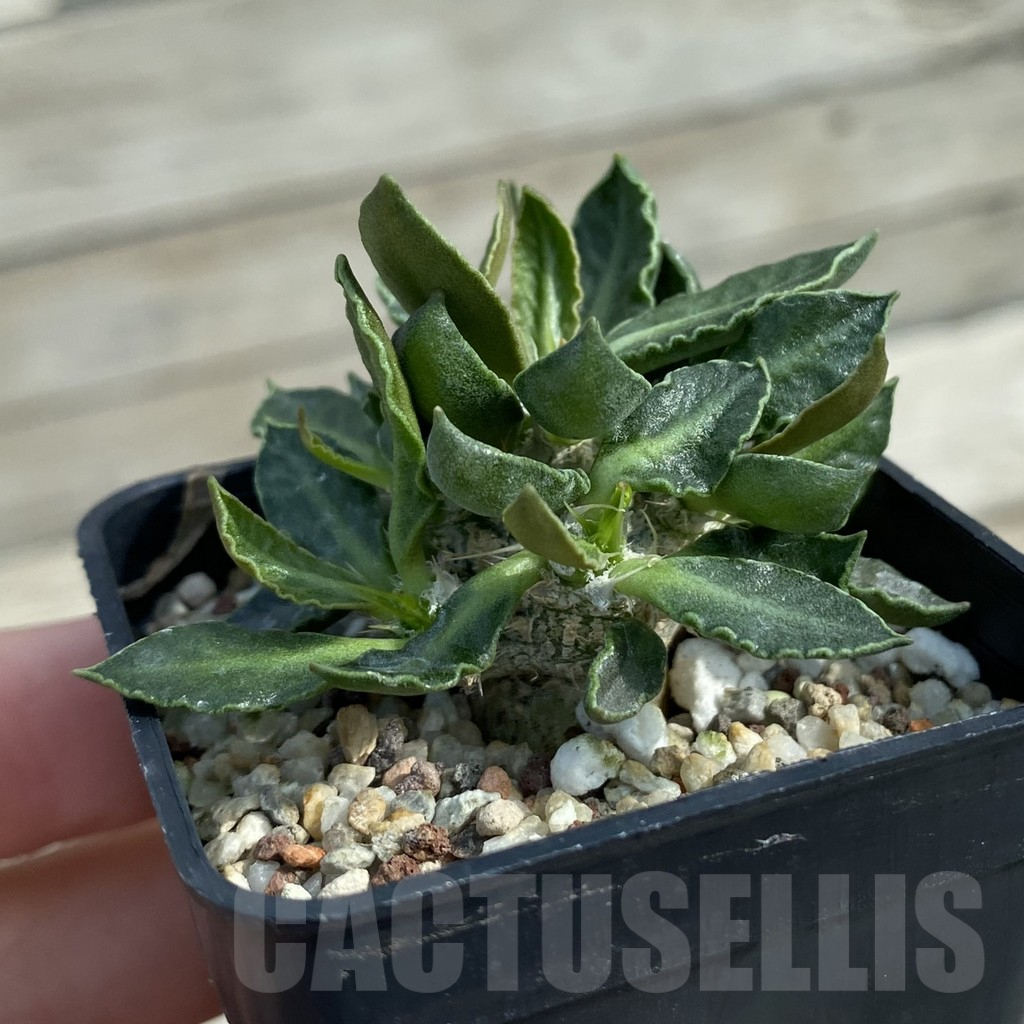 SH11065 Euphorbia tulearensis hybrid - Image 2