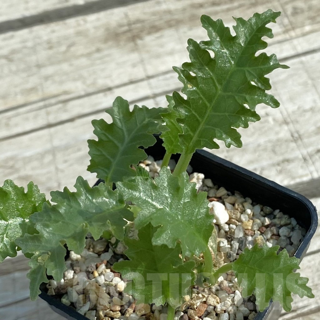 SH11068 Dorstenia horwoodii hybrid