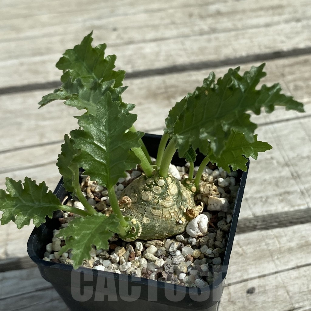 SH11068 Dorstenia horwoodii hybrid - Image 2