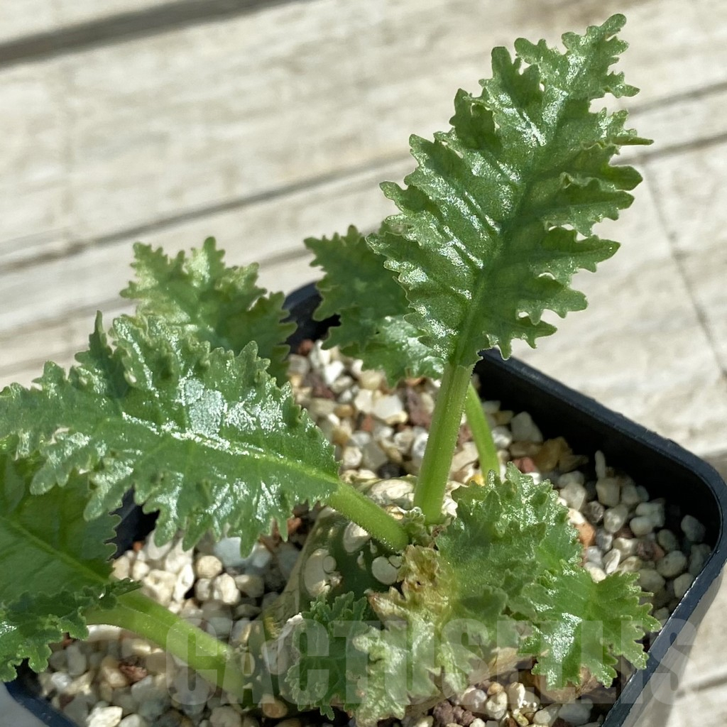 SH11069 Dorstenia horwoodii hybrid