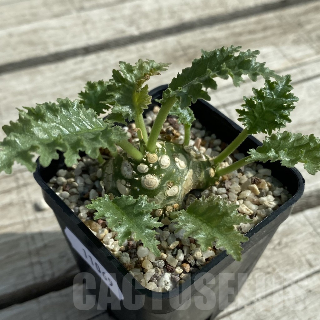 SH11069 Dorstenia horwoodii hybrid - Image 2