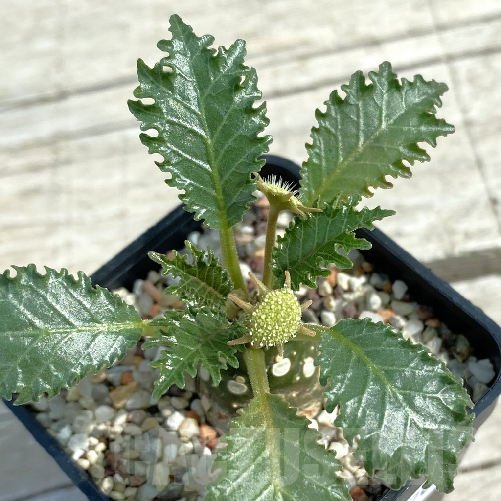 SH11070 Dorstenia horwoodii