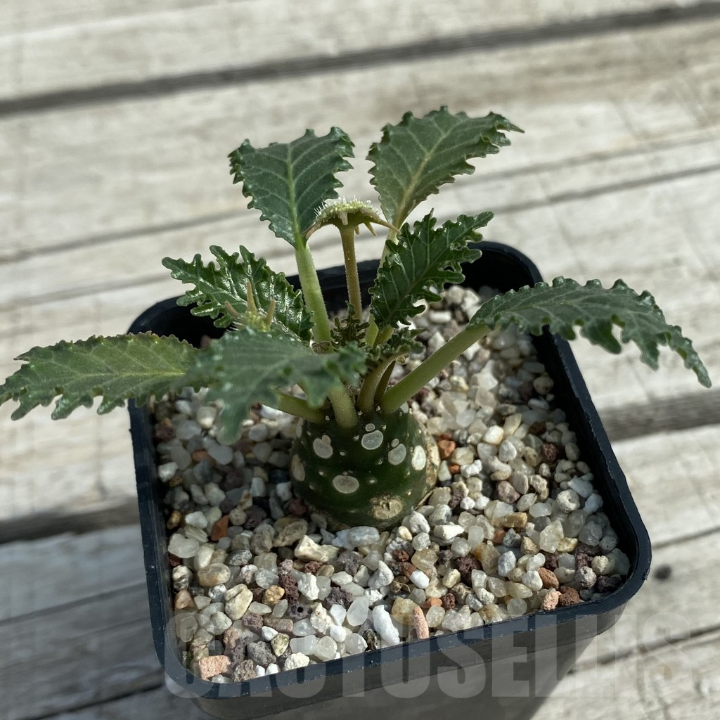 SH11070 Dorstenia horwoodii - Image 2