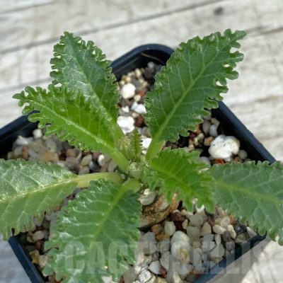 SH11071 Dorstenia horwoodii hybrid