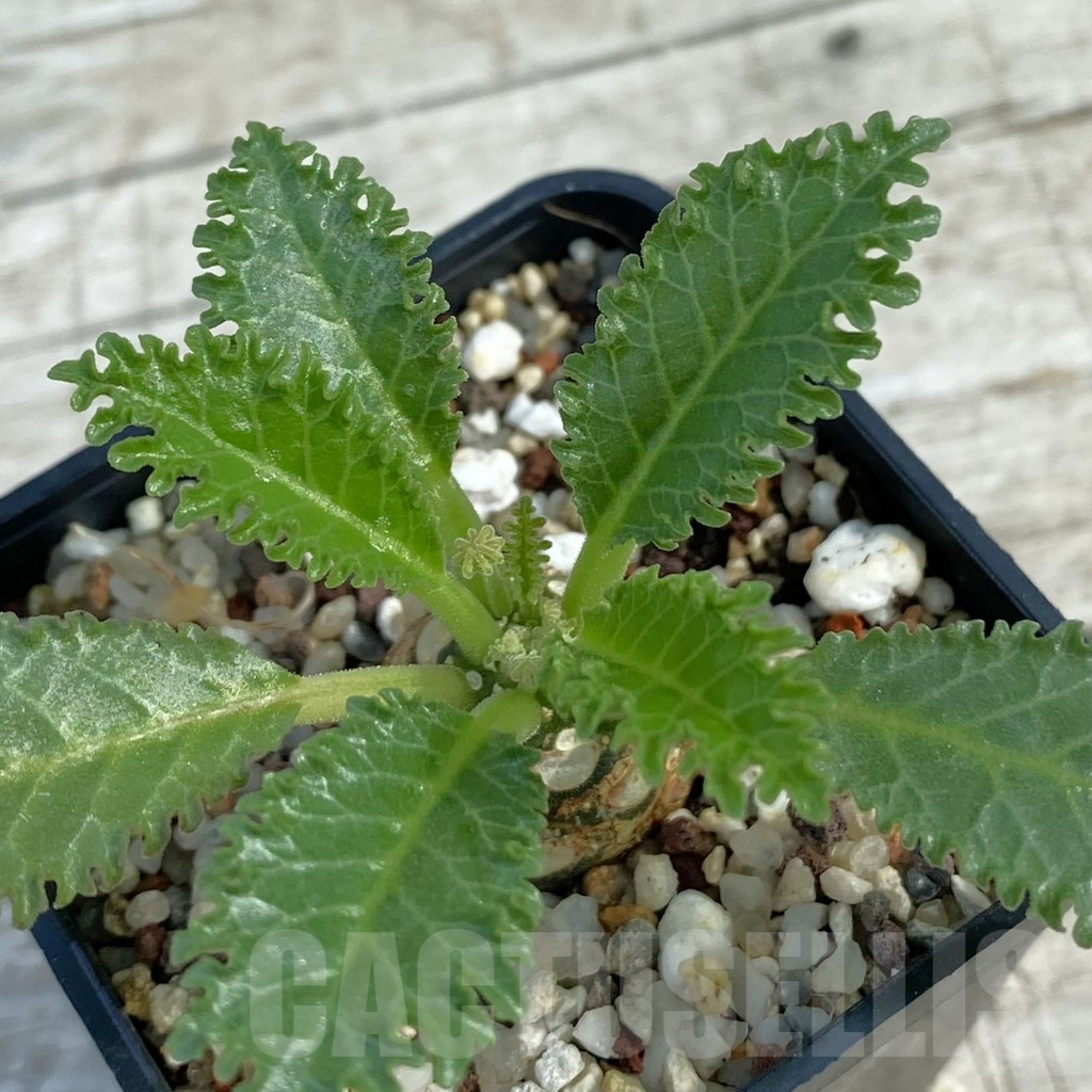 SH11071 Dorstenia horwoodii hybrid