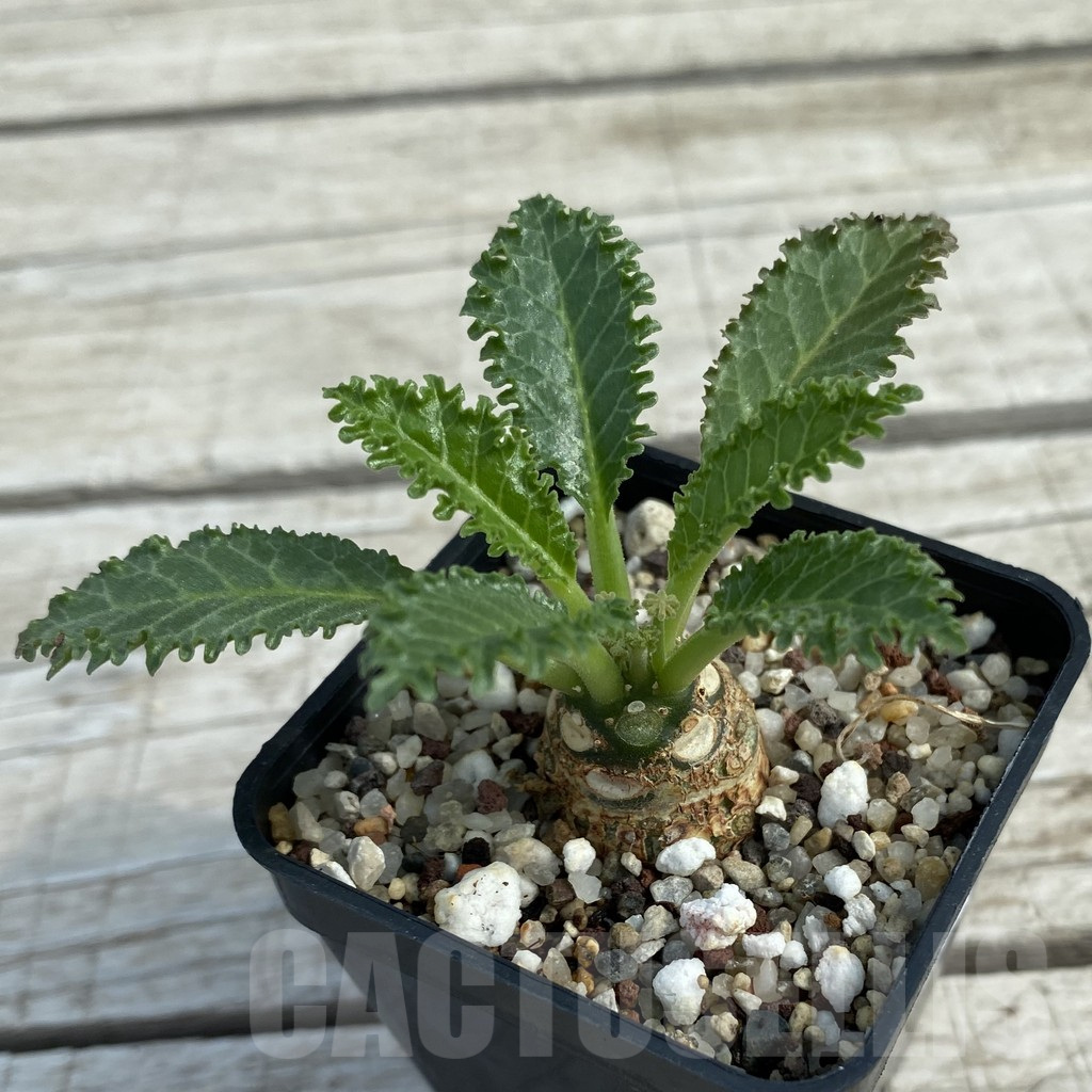 SH11071 Dorstenia horwoodii hybrid - Image 2