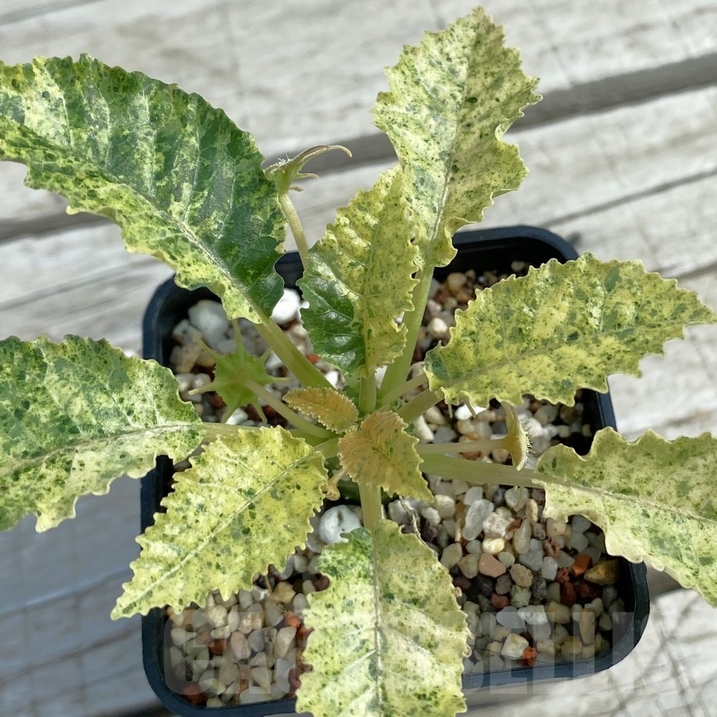 SH11072 Dorstenia hybrid f. variegata
