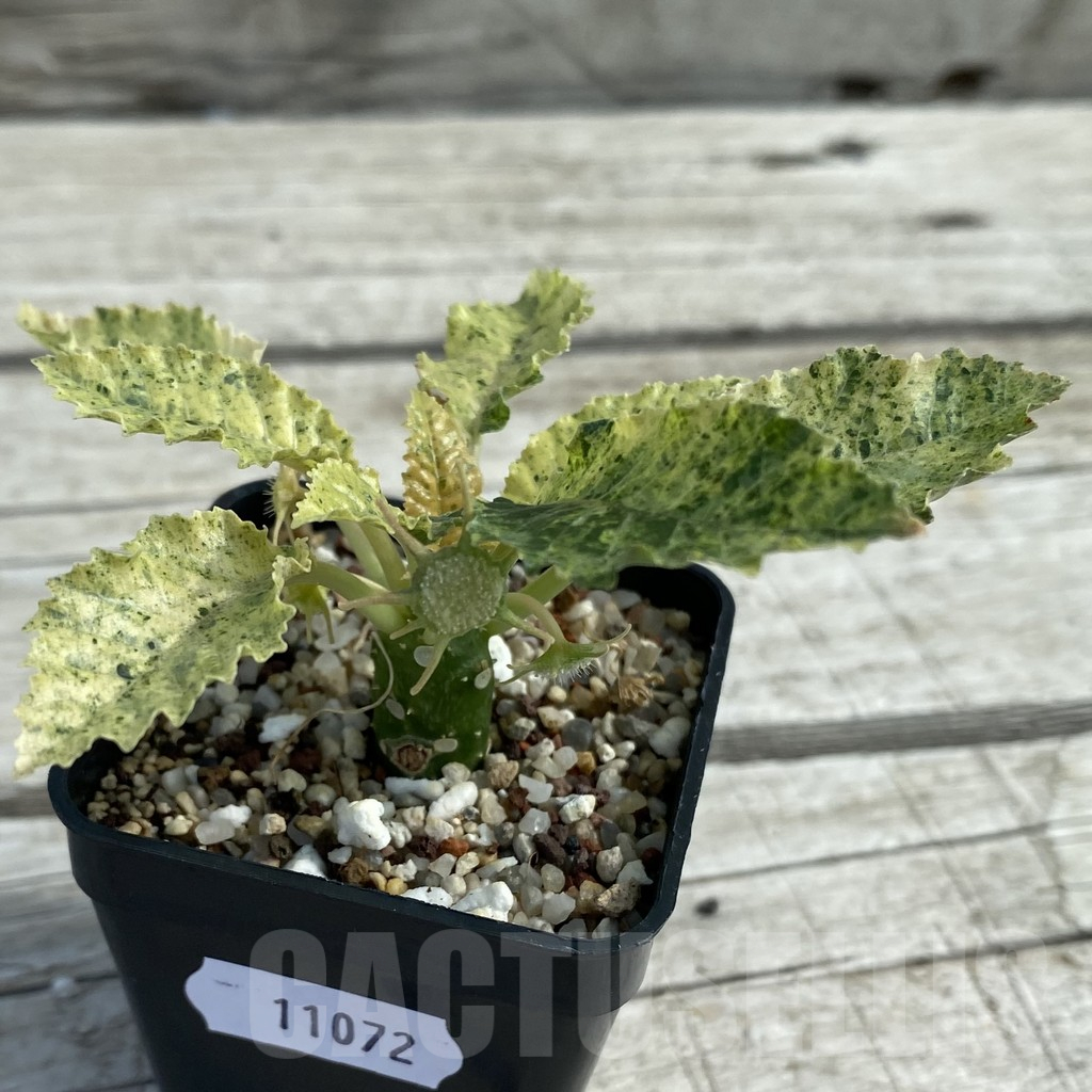 SH11072 Dorstenia hybrid f. variegata - Image 2