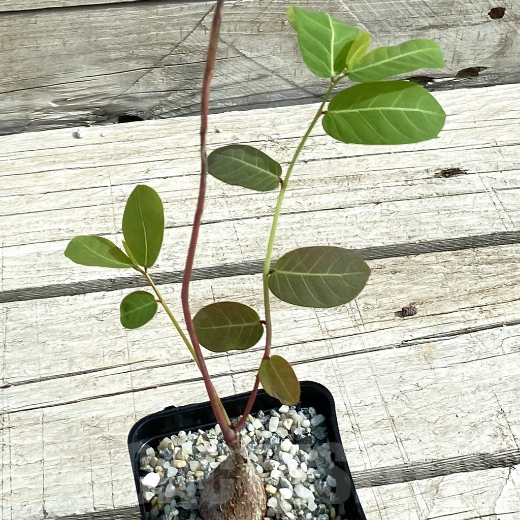 SH11076 Phyllanthus mirabilis