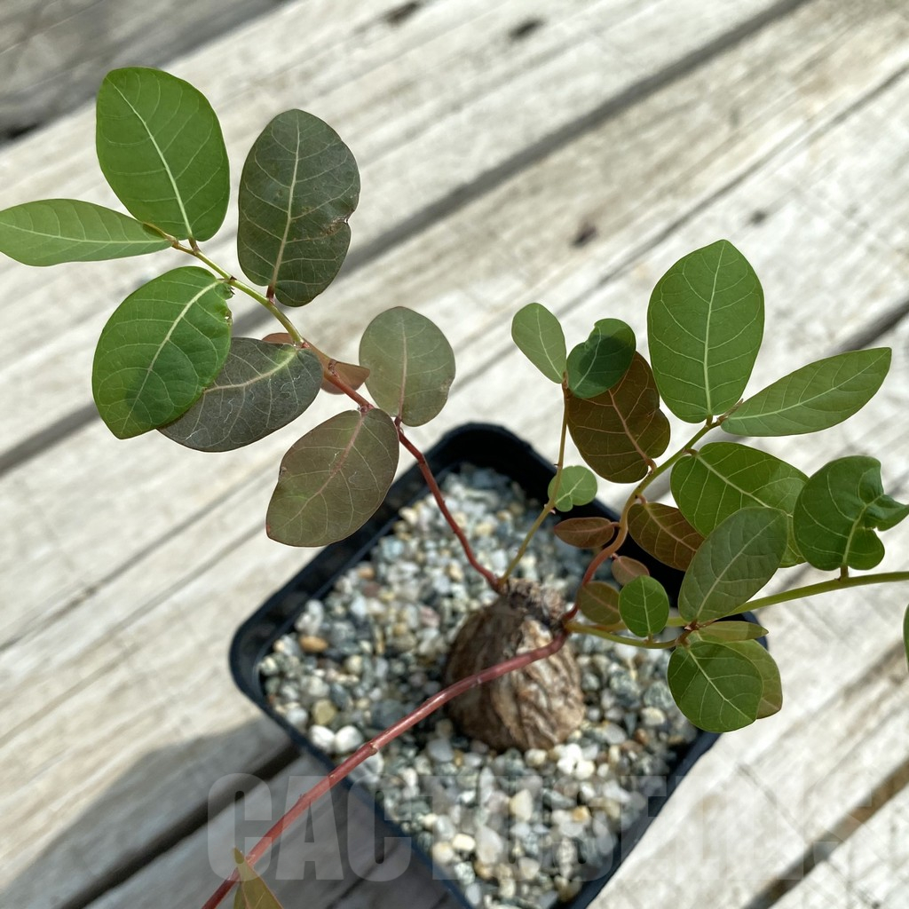 SH11077 Phyllanthus mirabilis