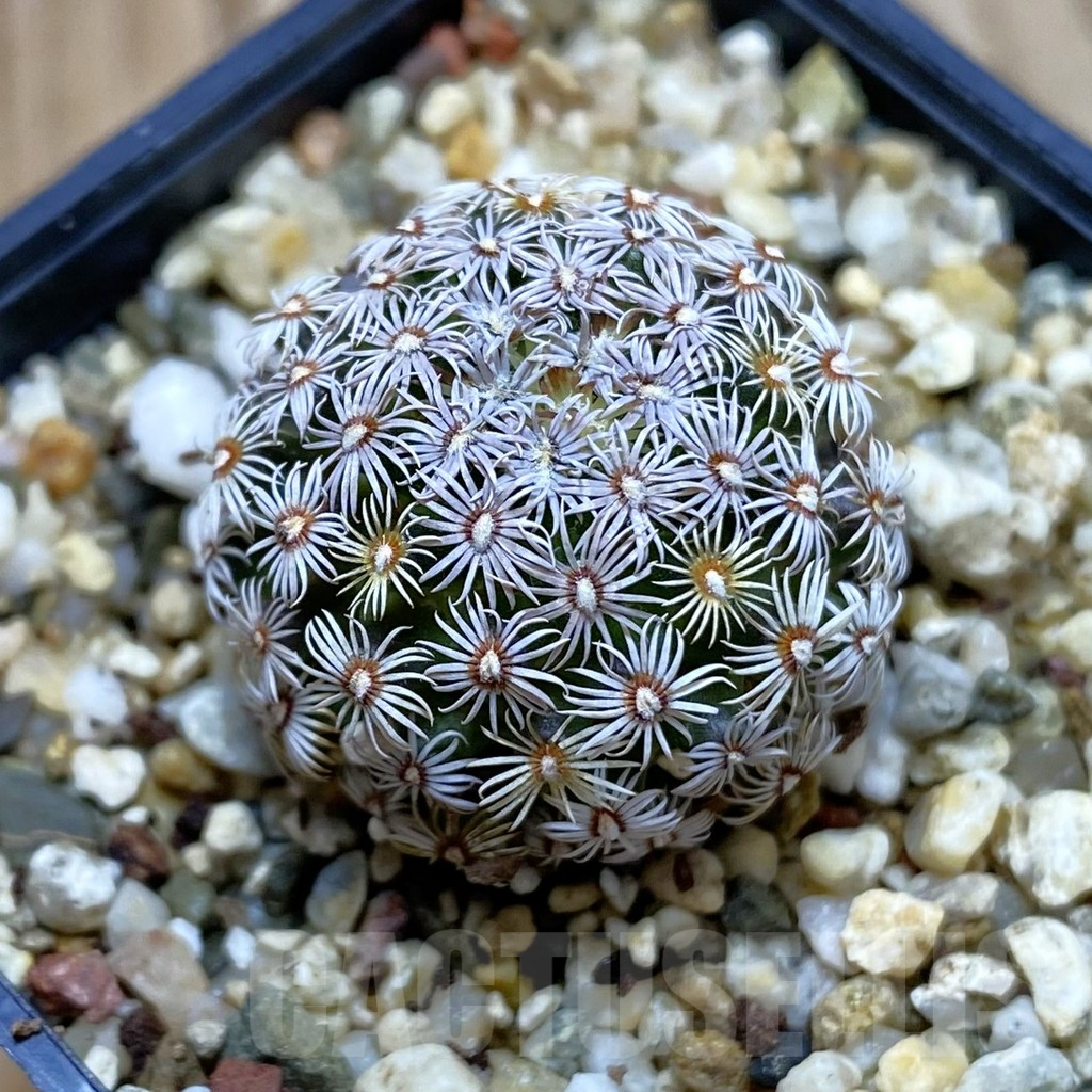 SH11021 Mammillaria hernandezii
