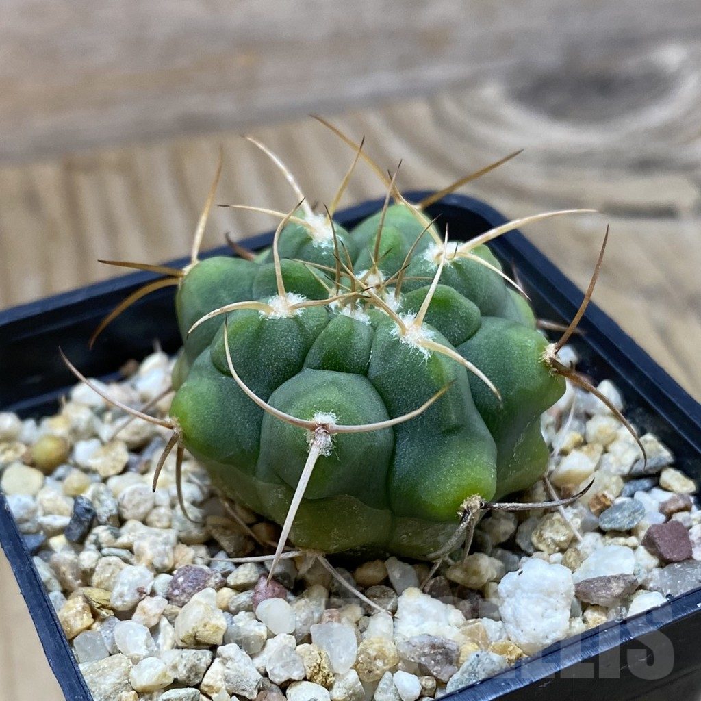 SH11027 Gymnocalycium ferocior VG 320 - Image 2