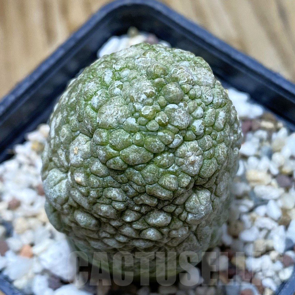 SH11030 Pseudolithos migiurtinus