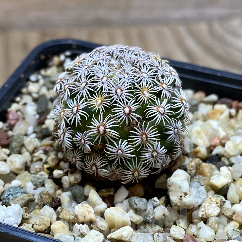 SH11021 Mammillaria hernandezii - Image 2