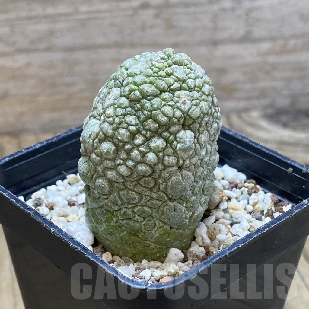 SH11030 Pseudolithos migiurtinus - Image 2
