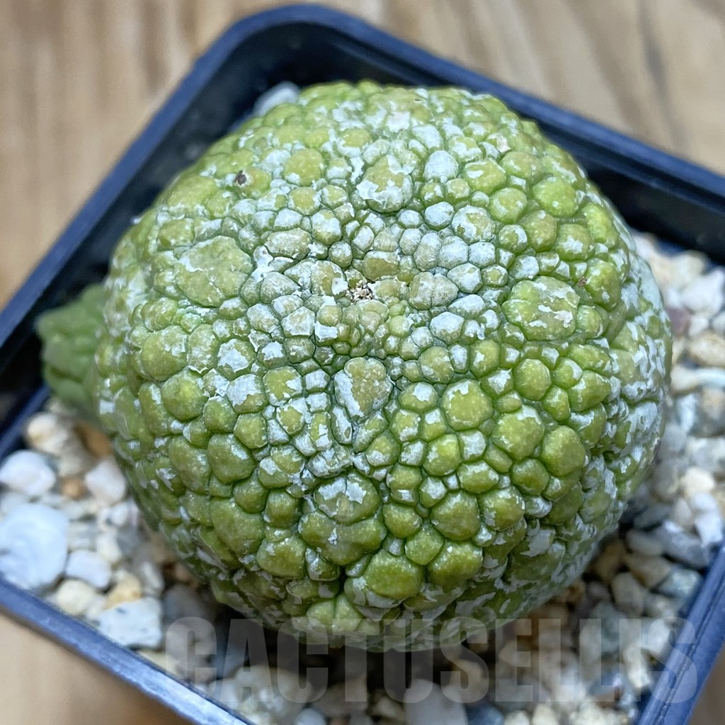 SH11031 Pseudolithos migiurtinus