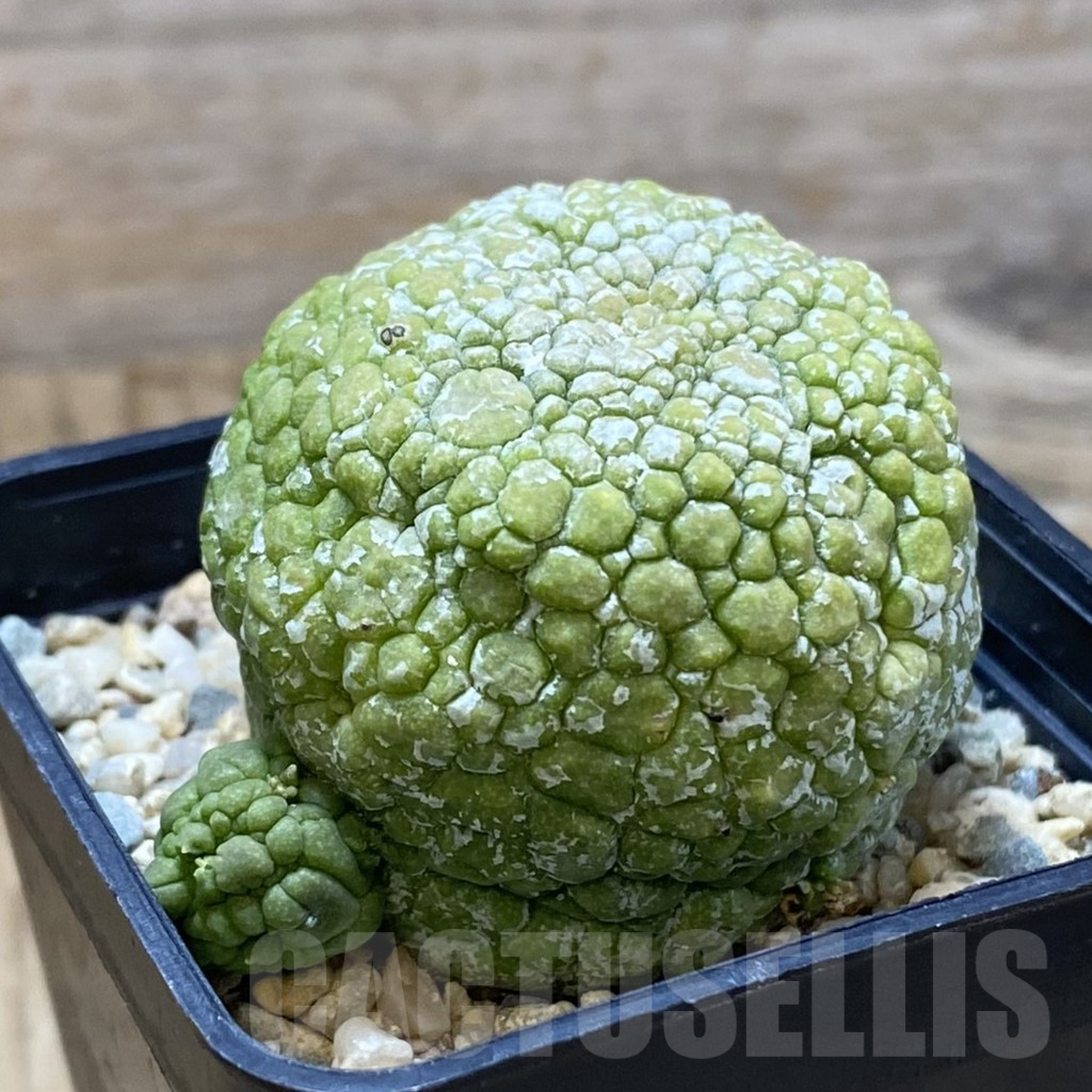 SH11031 Pseudolithos migiurtinus - Image 2
