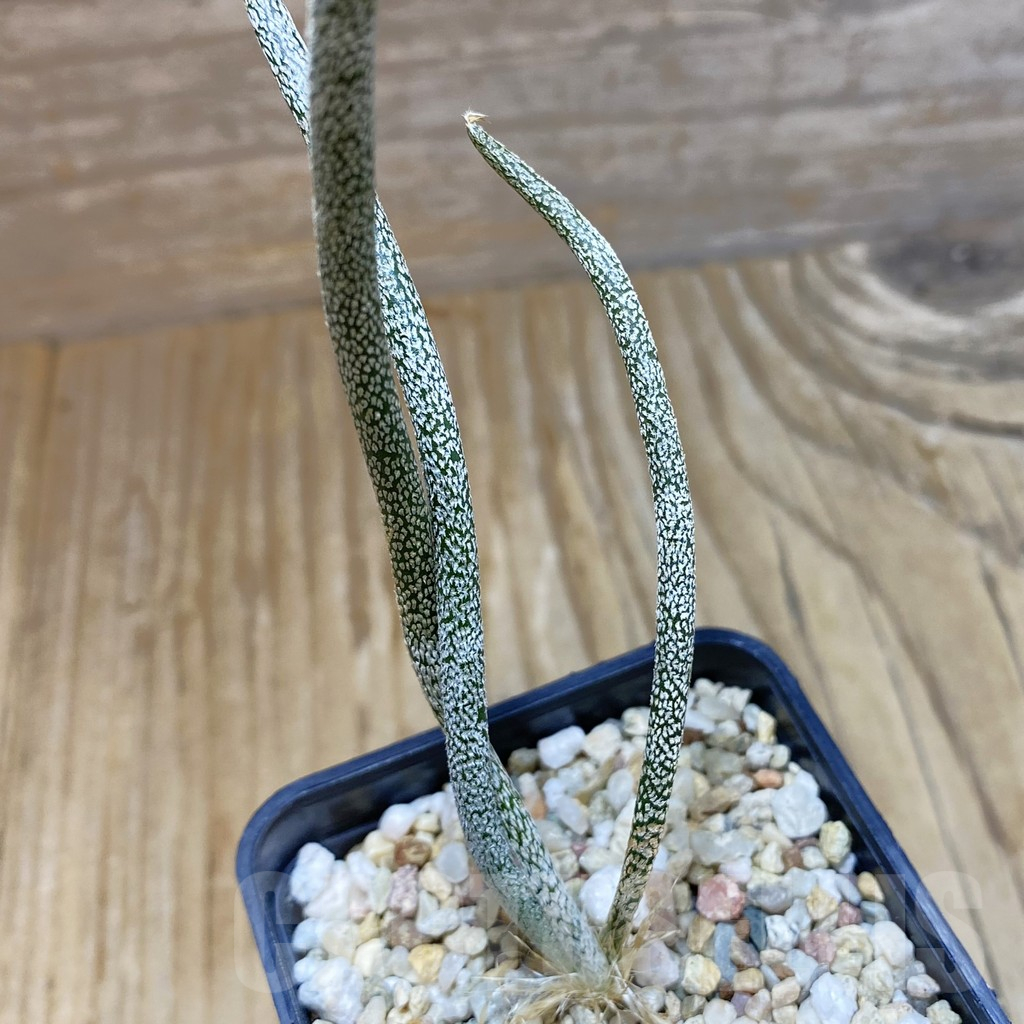 SH11032 Astrophytum caput-medusae, seedling