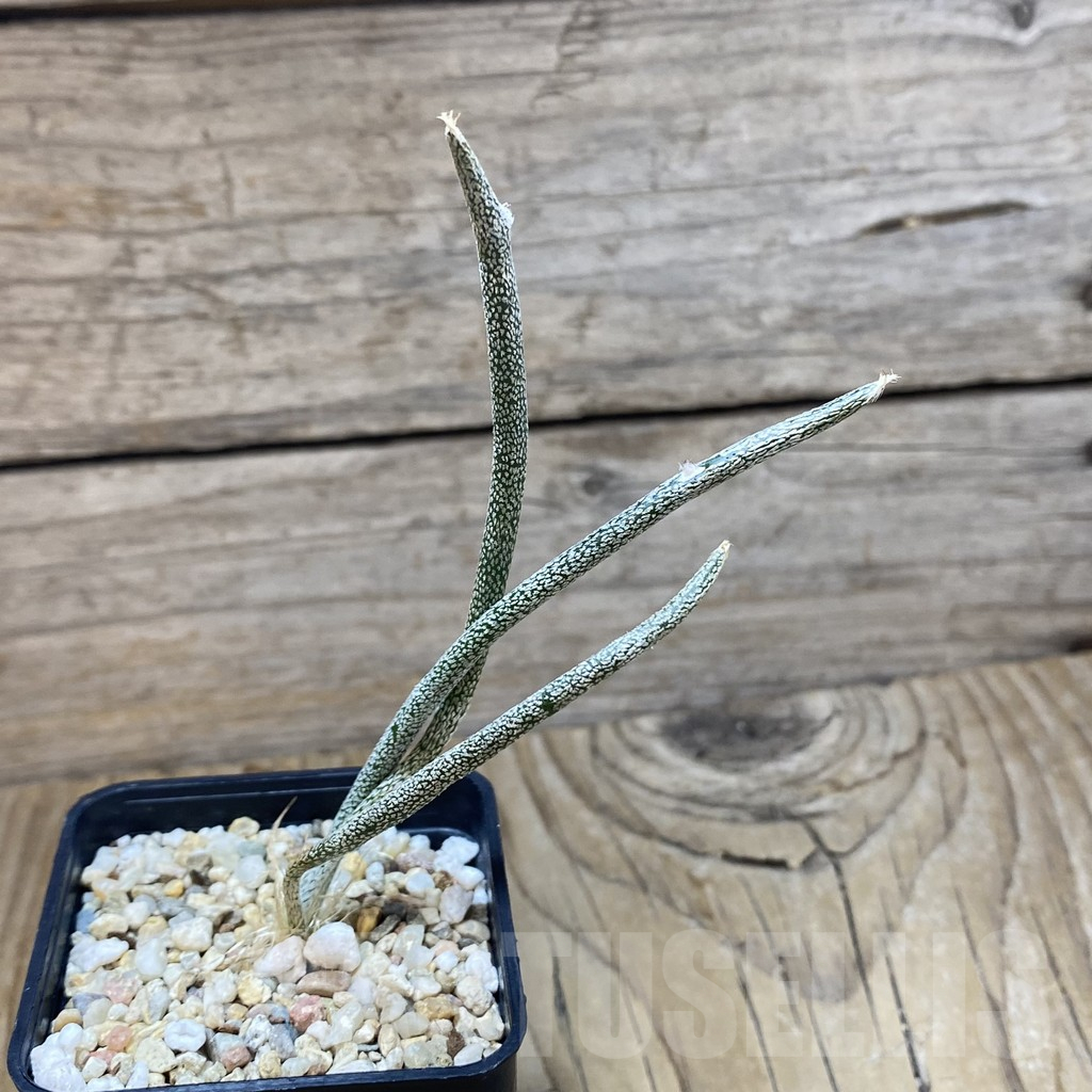 SH11032 Astrophytum caput-medusae, seedling - Image 2
