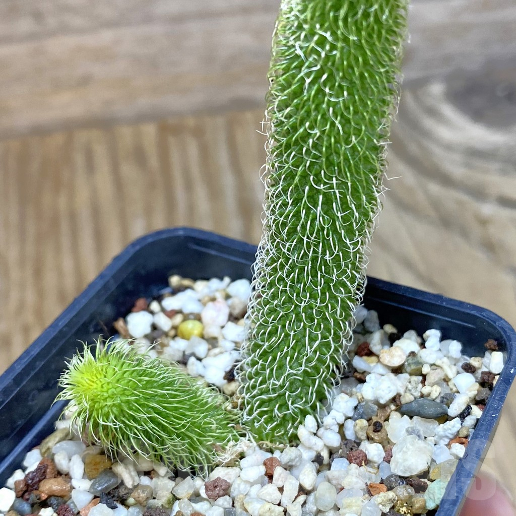 SH11035 Stapelianthus pilosus