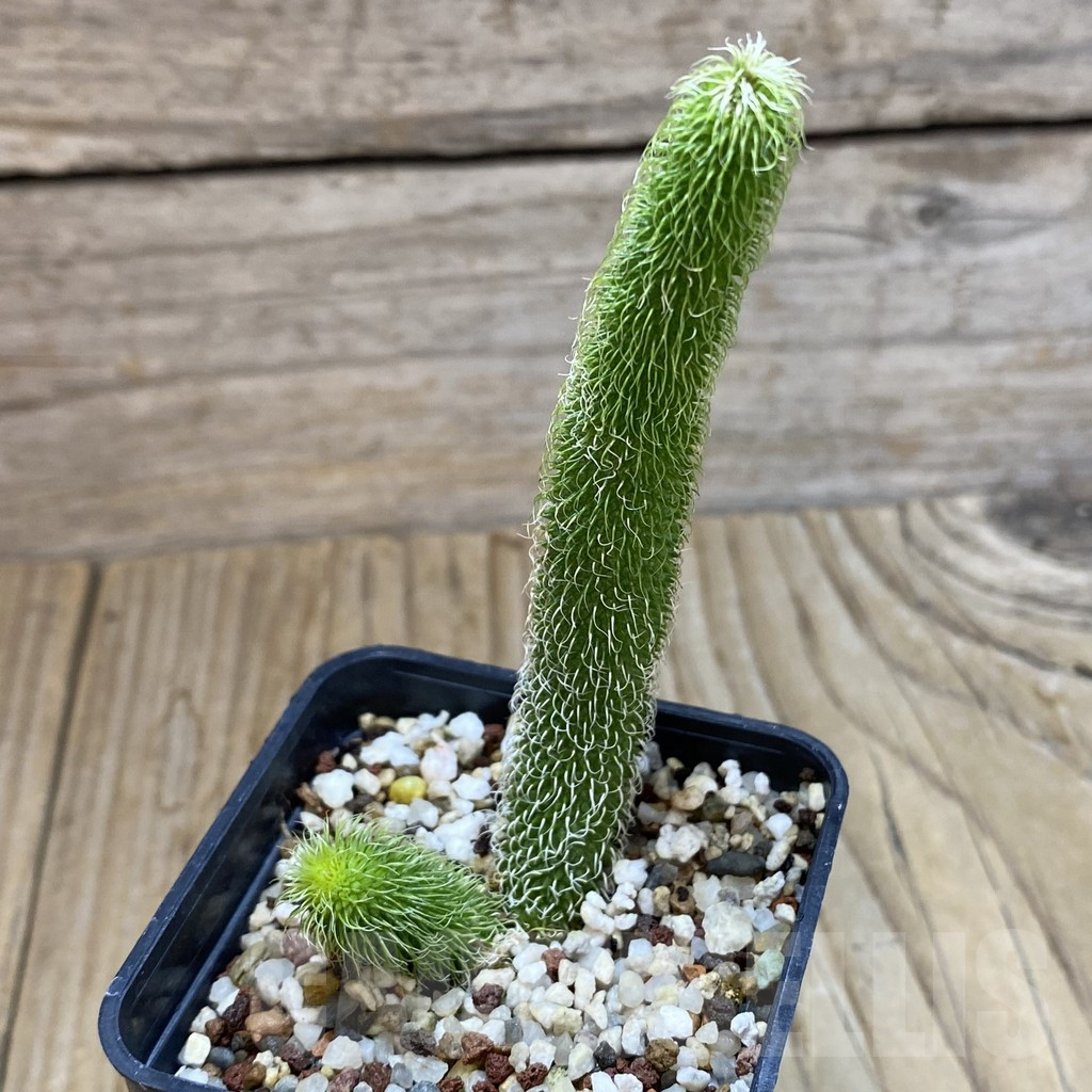 SH11035 Stapelianthus pilosus - Image 2