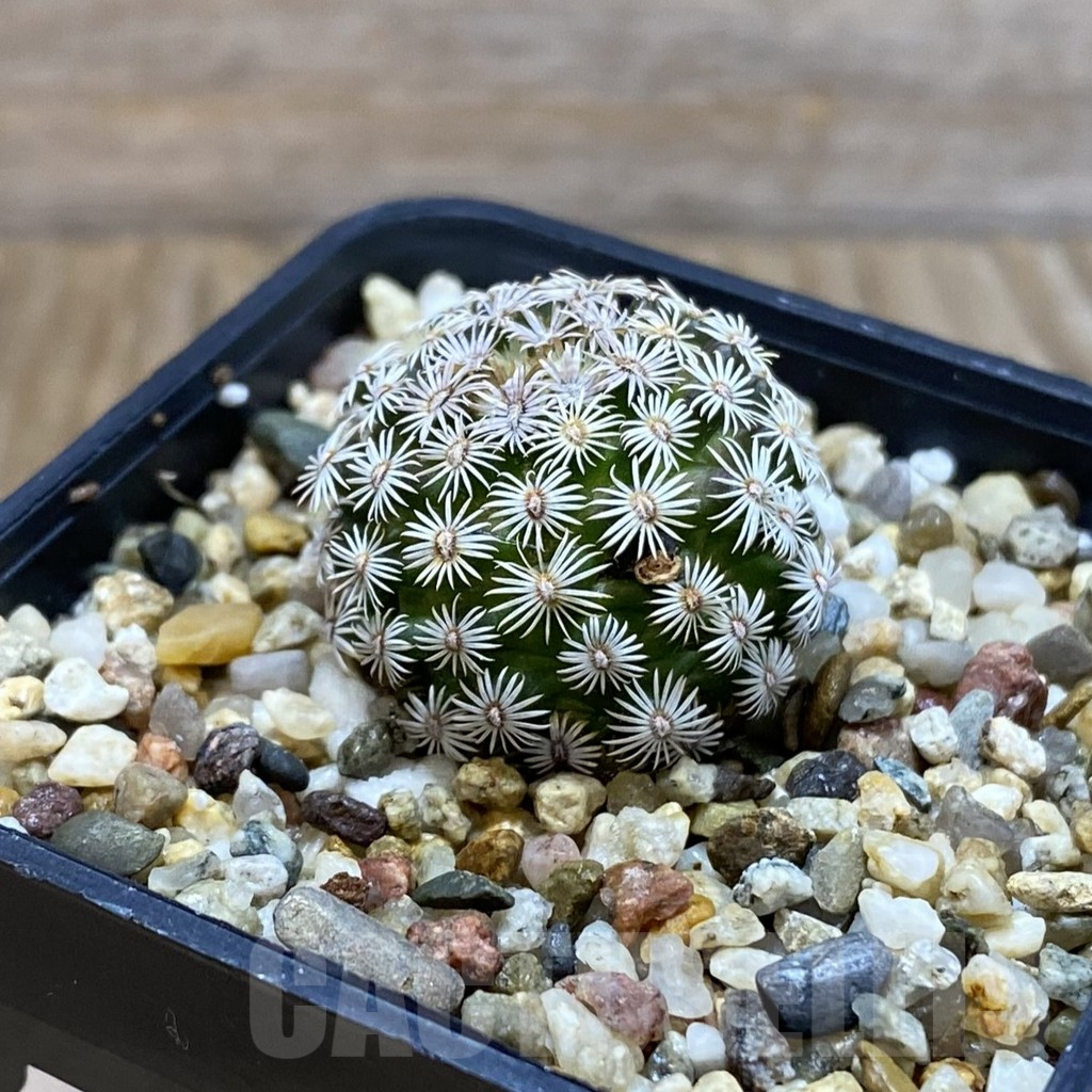 SH11022 Mammillaria hernandezii - Image 2