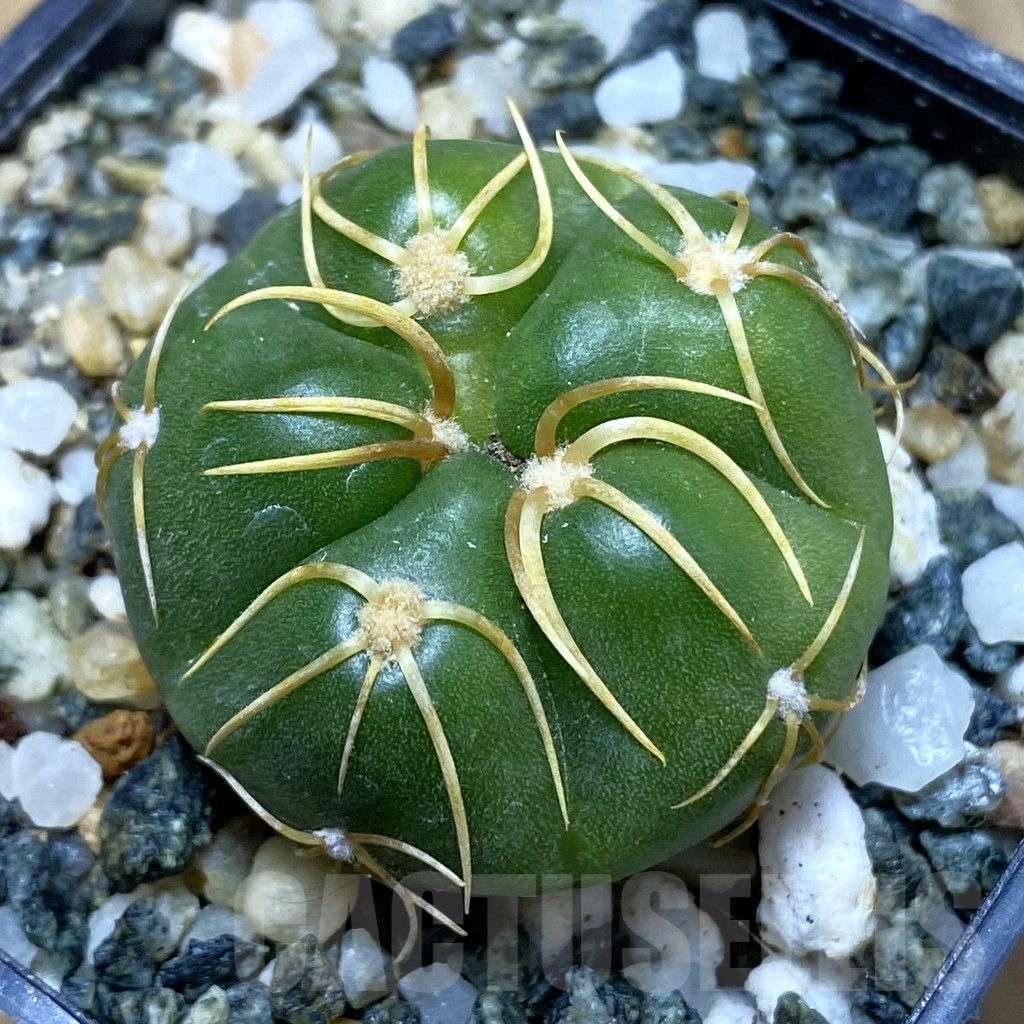 SH11042 Gymnocalycium denudatum ‘Kaiomaru’, seedling -Japan-