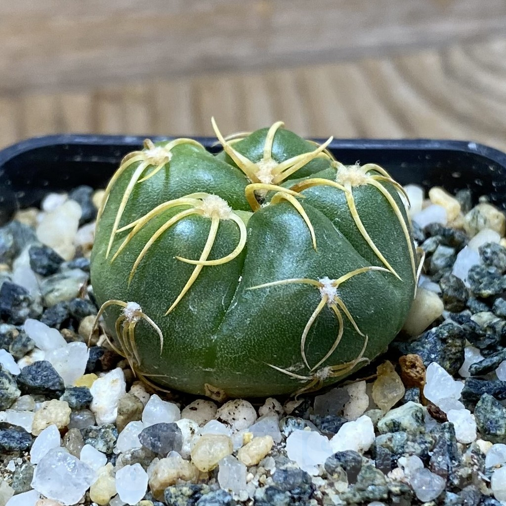 SH11042 Gymnocalycium denudatum ‘Kaiomaru’, seedling -Japan- - Image 2