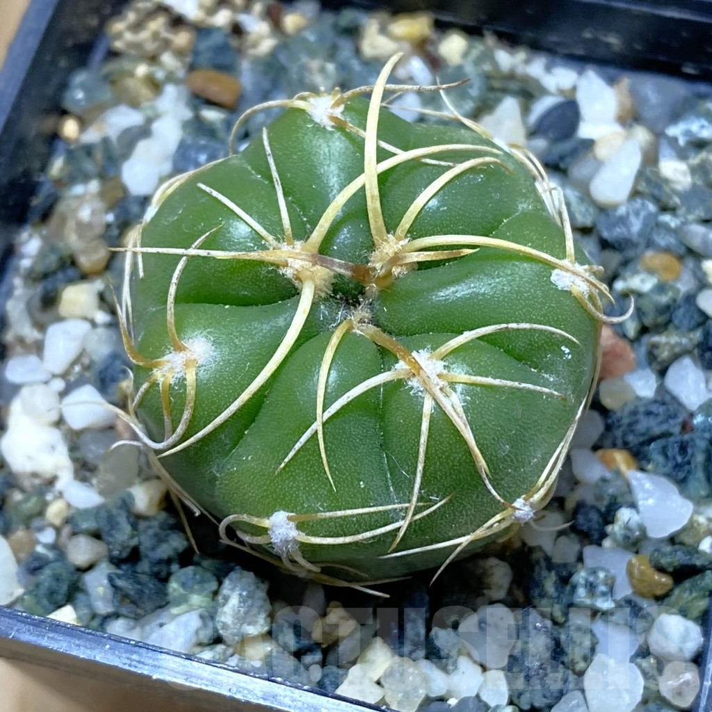 SH11043 Gymnocalycium denudatum ‘Kaiomaru’, seedling -Japan-