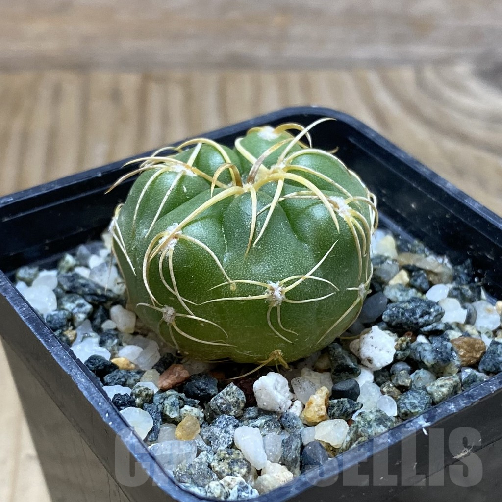SH11043 Gymnocalycium denudatum ‘Kaiomaru’, seedling -Japan- - Image 2