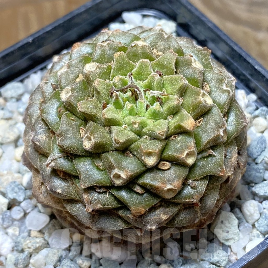 SH11050 Euphorbia bupleurifolia