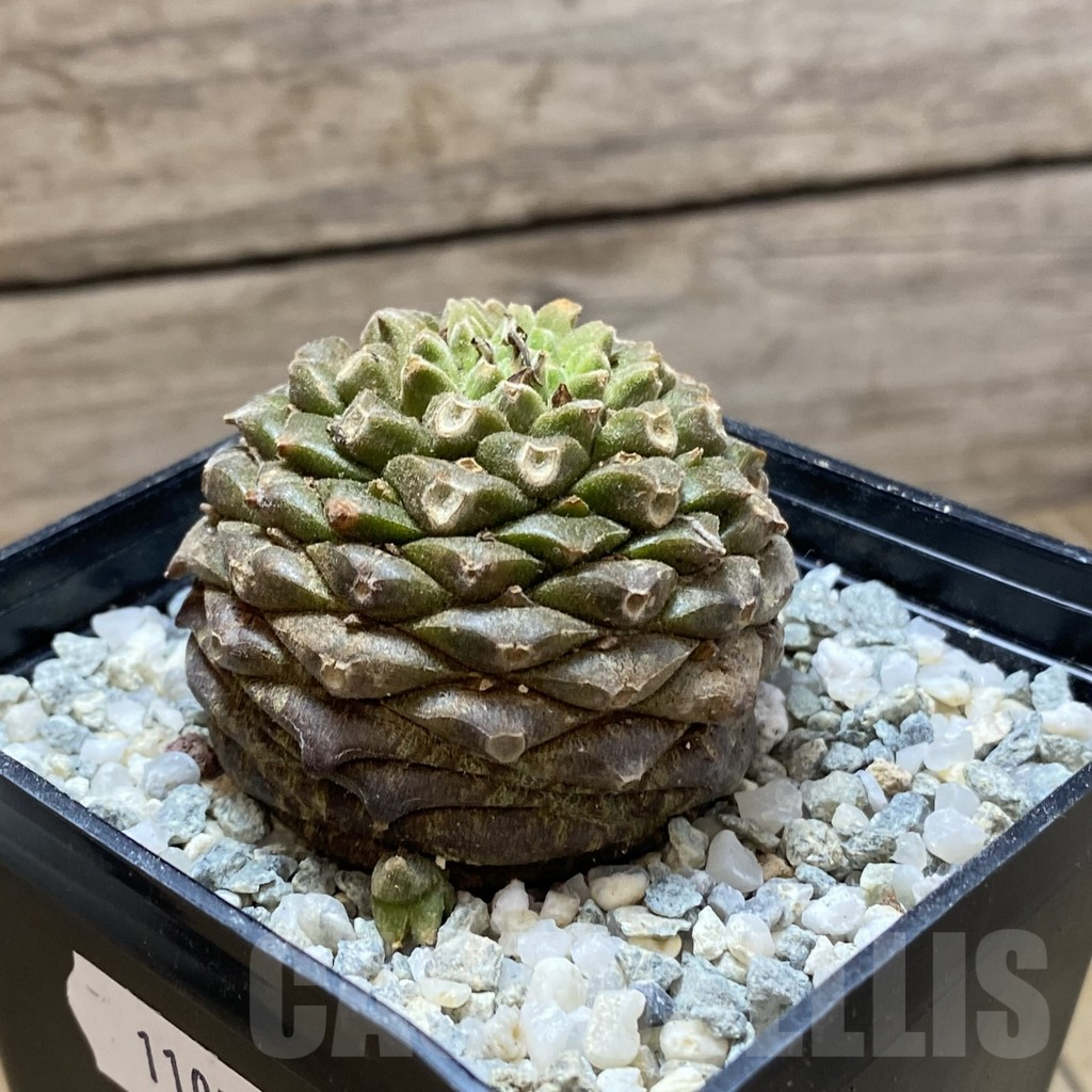 SH11050 Euphorbia bupleurifolia - Image 2