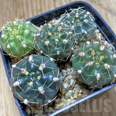 SH11051 Gymnocalycium sp. ex KK 356.81