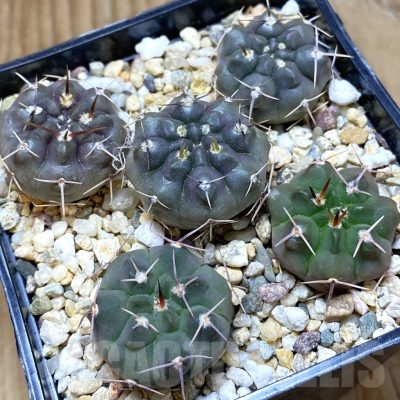 SH11052 Gymnocalycium chubutense RUS 364