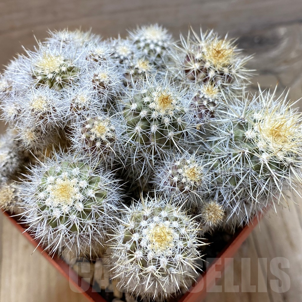 SH11053 Neoporteria intermedia KK 187, 8 plants, seedling