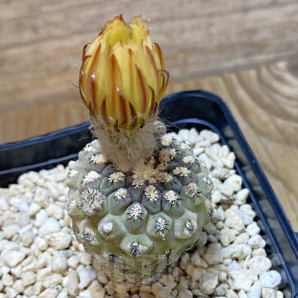 SH11183 Thelocephala glabrescens AW253