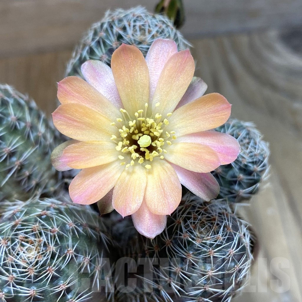 SH11184 Rebutia pygmaea, old 10 years
